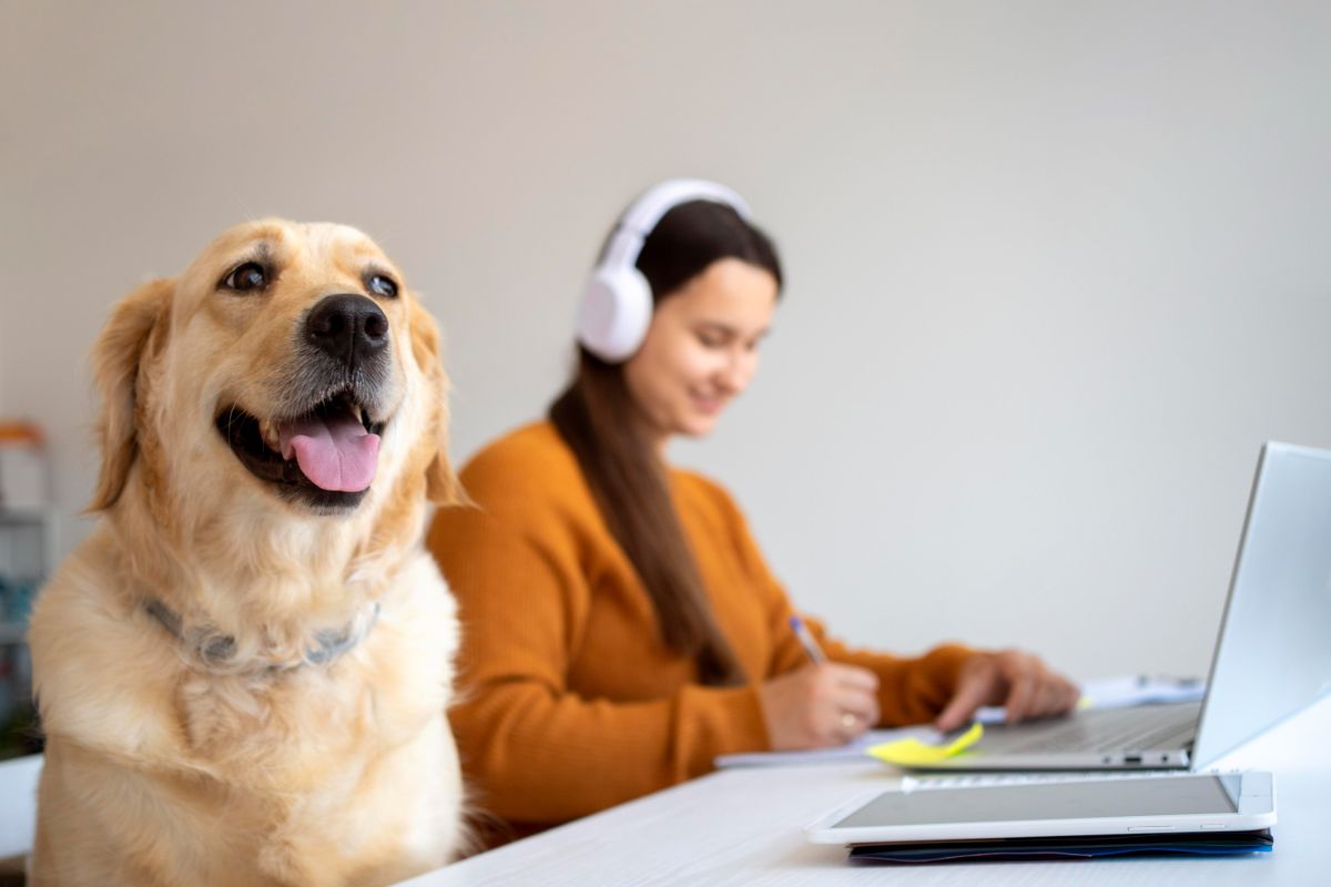 image of a golden retriever in an office