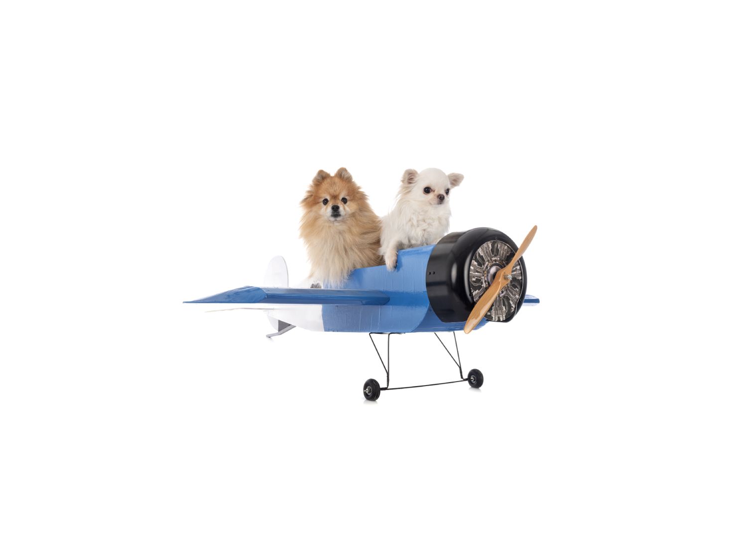 View of Confused by Pet Travel Requirements? We Can Help