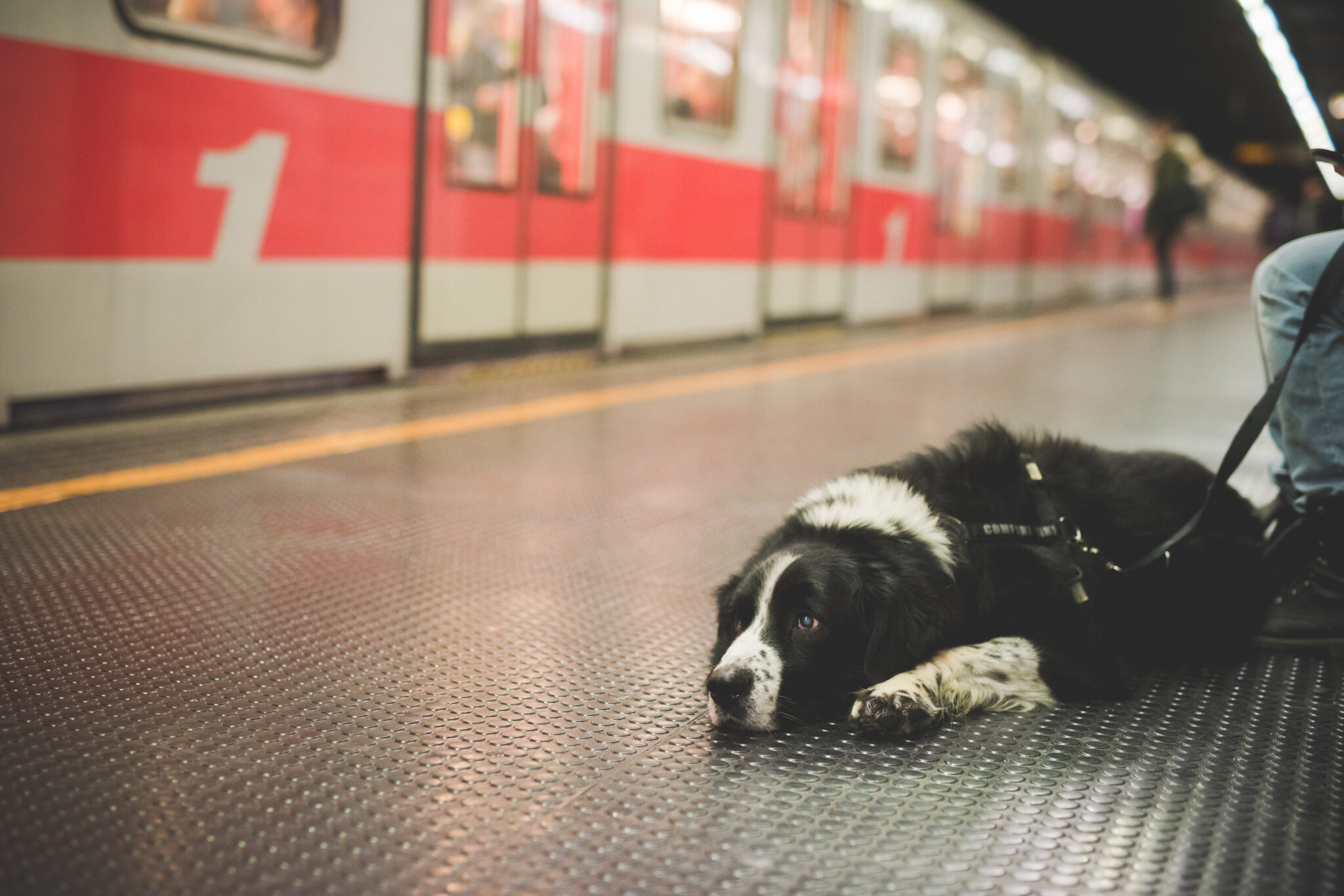 25 Pet Travel Safety Tips
