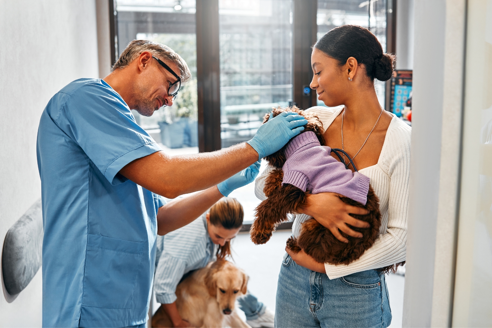 Bringing Pets Into the US? Understand CDC Requirements