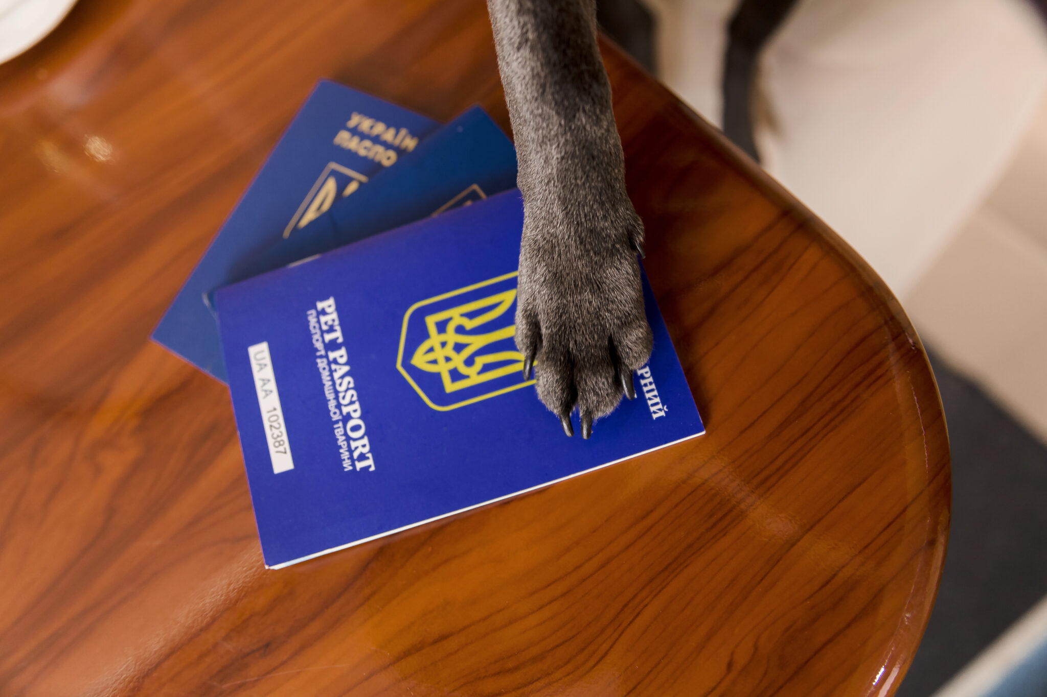 What Documents Do I Need to Travel with a Pet?