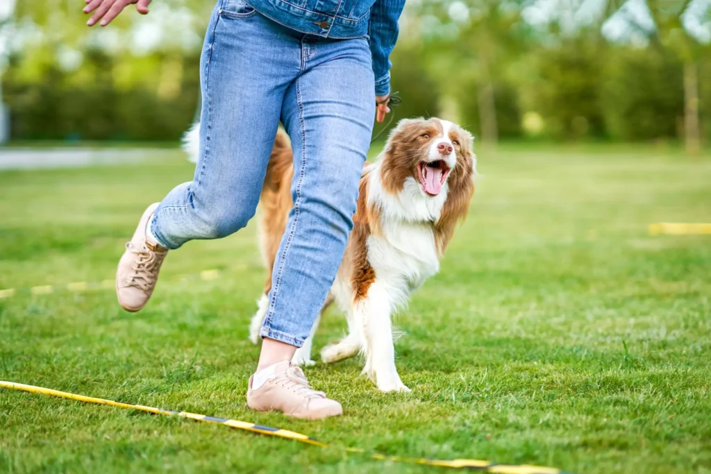 happy chocolate white border collie with woman owner, running together