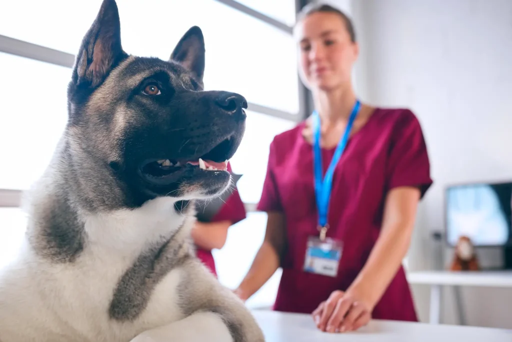 close up of female vet examining and petting a dog
