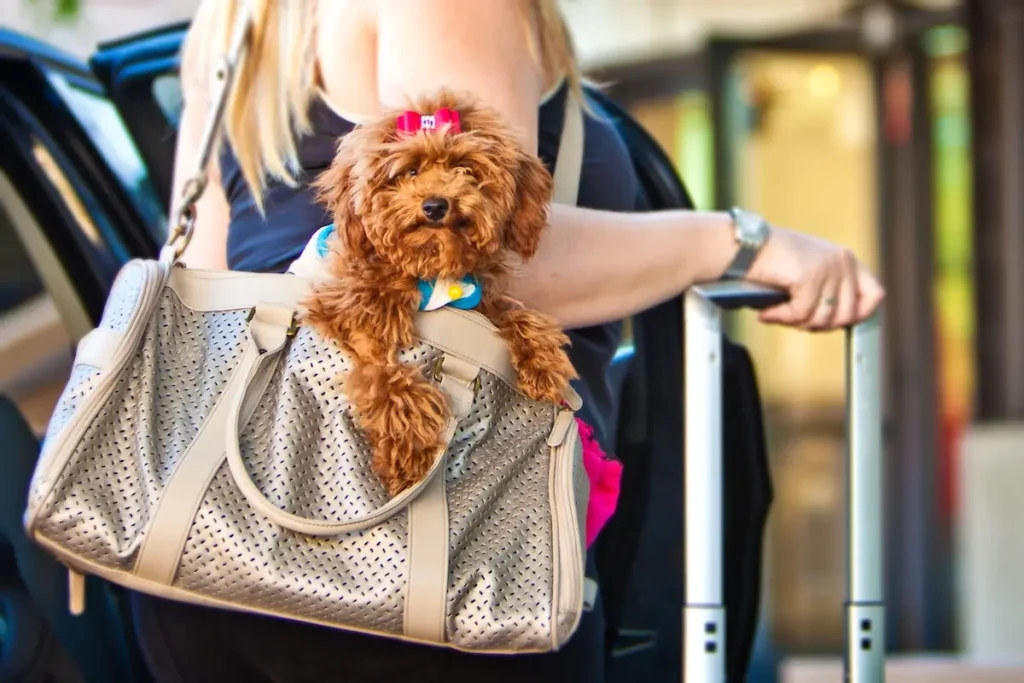 woman traveling with a suitcase carrying her small dog in a carrier bag