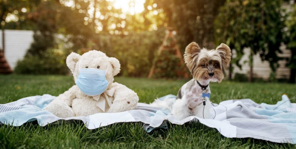 Little dog and teddy bear in a medical mask in the garden